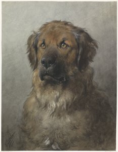 Egy Leonberger feje Egy Leonberger feje, elölről