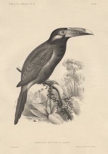 Selenidera Spectabilis, litho by Bowen und Co., 1850 alkotó: Otto Koehler