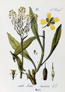 Woad vagy Glastum (Isatis tinctoria) levelei, gyümölcsei és virágai, Otto Wilhelm Thome (1840-1925) alkotásai a Flora von Deutschland, Osterreich und der Schweiz (Németország, Ausztria és Svájc növényvilága) alkotásai alkotó: Otto Wilhelm Thome