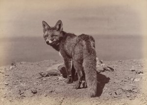 [Fox], 1886. alkotó: Ottomar Anschütz