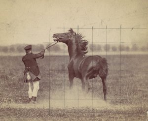 Ló, 1884. alkotó: Ottomar Anschütz