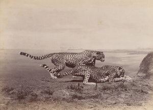 [Két gepárd], 1888. alkotó: Ottomar Anschütz