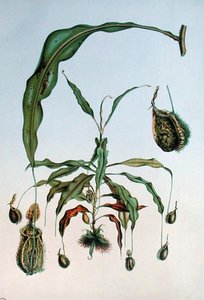 Nepenthes Hookeriana, E. Alphano „Les Promenades de Paris” botanikai lemeze, L. Stroobant metszete, 1867-73 körül (színes litho) alkotó: P. (after) Lambotte