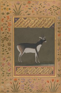 Black Buck, Folio a Shah Jahan albumból, végszó: kb. 1615-20, verso: kb. 1530-50. alkotó: Painting attributed to Manohar