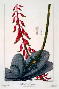 Aloe nyelv, kocsma. 1836. alkotó: Panacre Bessa