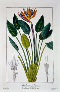 Paradicsommadár vagy Daruvirág, kocsma. 1836.