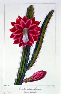Kaktusz, kocsma. 1836.
