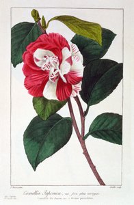 Camellia Japonica, pub. 1836.