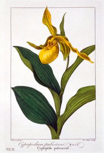 Cypripedium, kocsma. 1836.