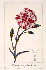 Dianthus caryophyllus, kocsma. 1836.