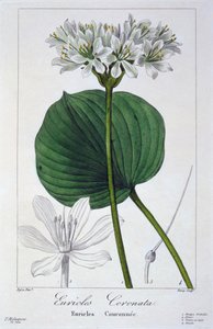 Euricles coronata, kocsma. 1836.