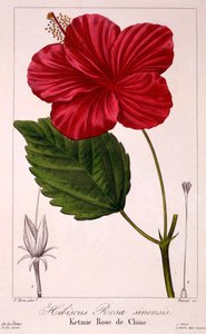 Hibiszkusz: H. rosa-sinensis, kocsma. 1836.