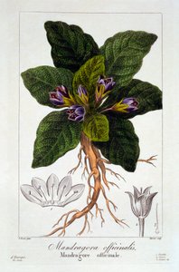 Mandragóra: Mandragora officinarum, kocsma. 1836
