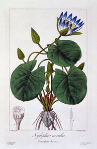 Kék nimfák, kocsma. 1836