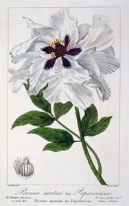 Paeonia Suffruticosa, pub. 1836. alkotó: Panacre Bessa