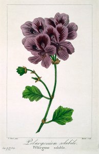 Pelargonium, kocsma. 1836. alkotó: Panacre Bessa
