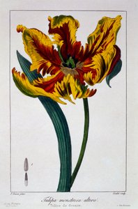 Tulipán "Lángoló papagáj", pub. 1836.