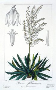 Yucca filamentosa, pub. 1836.