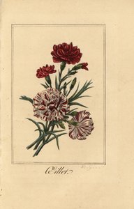 Szegfű vagy szegfűszeg rózsaszín, olajlevél, Dianthus caryophyllus alkotó: Pancrace (after) Bessa