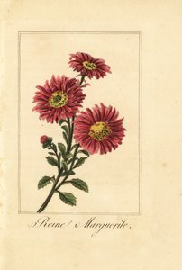 Kínai őszirózsa, reine marguerite, Callistephus chinensis