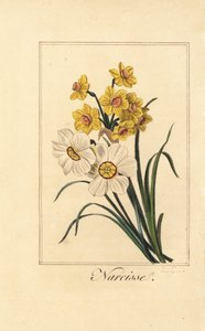 Nárcisz varietes, Narcissus, Narcissus poeticus és Narcissus pseudonarcissus