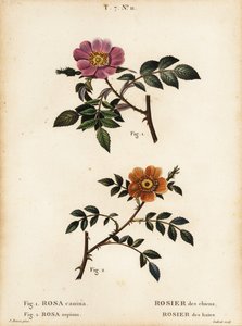 Kutyarózsa, Rosa canina, Rosier des Chiens 1 és kislevelű édes rózsa, Rosa sepium, Rosa agrestis, Rosier des Haies 2 alkotó: Pancrace (after) Bessa