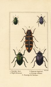 Dogbane bogár, Chrysochus auratus 1, Hoplia argentea 2, banksia ékszerbogár, Cyrioides imperialis 3, Eumolpus fulgidus 4 és Eumolpus surinamensis 5