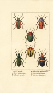Levélbogarak: Smaragdina limbata 1, Clytra laeviuscula 2, Cryptocephalus bogarak 3,4, Crioceris solani 5 és Chrysomela campestris 6