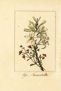 Liliom és vörös örök, Lys és halhatatlan, fehér liliom és véres Helichrysum