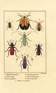 Malachit bogár, Malachius bipustulatus 1, hálószárnyú bogarak, Lycus melanurus 2, Lycus punctatus 3, Saperda punctata 4, Saperda fajok 5, Trichodes octopunctatus 6 és Trichodes apiarius 7