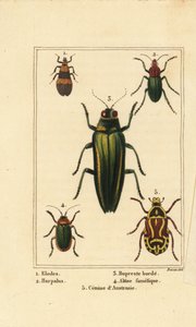Mocsárbogár, Elodes 1, Harpalus bogár 2, ékszerbogár, Buprestis 3, bolhabogár, Altica famelica 4 és rózsabogár, Cetonia faj 5 alkotó: Pancrace (after) Bessa