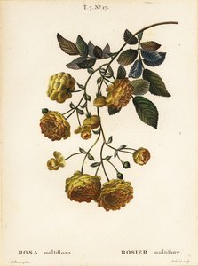 Multiflora rózsa vagy japán rózsa, Rosa multiflora, Rosier multifore