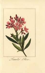 Oleander, Laurier-rózsa, Nerium oleander