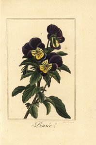 Árvácska, pensee, Viola tricolor var. alkotó: Pancrace (after) Bessa
