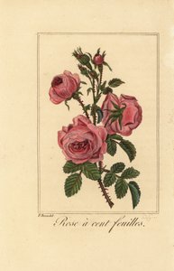 Provence rózsa arany káposzta rózsa, Százlevelű rózsa, Rosa centifolia