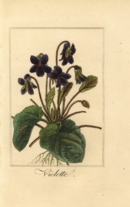 Édes ibolya, Violette, Viola odorata alkotó: Pancrace (after) Bessa