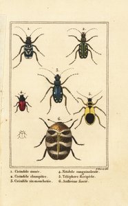 Tigrisbogarak, Cicindela sinuata 1, Cicindela campestris 2, Cicindela sexguttata 3, Nitidula vérfoltos 4, változatos szőnyegbogár, sárgás telefor 5, Anthrenus verbasci 6