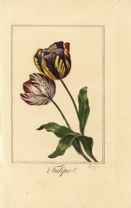 Tulipán, tulipán, Tulipa gesneriana fajtái