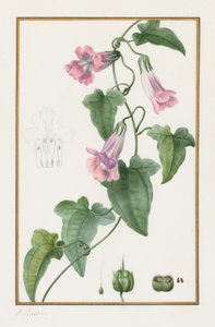 (Botanikai: Maurándia semperflorens) alkotó: Pancrace Bessa
