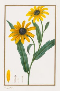 Fekete szemű Susan, 1828-1835. alkotó: Pancrace Bessa
