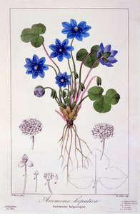 Hepatica nobilis, 1836 (kézzel színezett metszet)