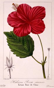 Hibiscus rosa-sinensis, 1836 (kézzel színezett metszet)