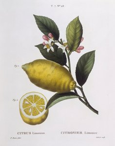 Citrom (Citrus limonium), Henry Louis Duhamel du Monceau, Pancrace Bessa botanikai tányérja