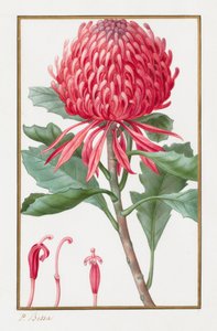 Cím nélkül, 1828-1835. alkotó: Pancrace Bessa