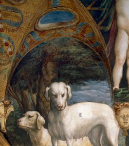 Kutyapár, részlet Diana és Actaeon mítoszából, Francesco Mazzola, Parmigianino (1503-1540), freskó, Diana és Actaeon szobájának északi oldala, Rocca Sanvitale, Fontanellato, Parma közelében, Olaszország, 1524 körül alkotó: Parmigianino