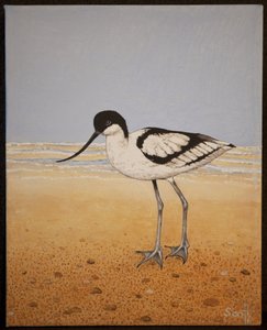 Avocet, 2016 alkotó: Pat Scott