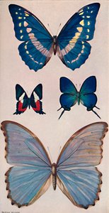 Néhány Rios Butterflies, 1914 alkotó: Patten Wilson