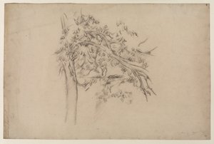 Tanulmány egy fáról, 1885-87 (grafit papíron) alkotó: Paul Cézanne