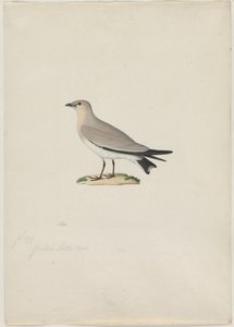 Kis Pratincole Glareola lactea, 1800-as évek. alkotó: Paul Huet