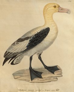 Albatrosz rövid farokkal (színes gravírozás)